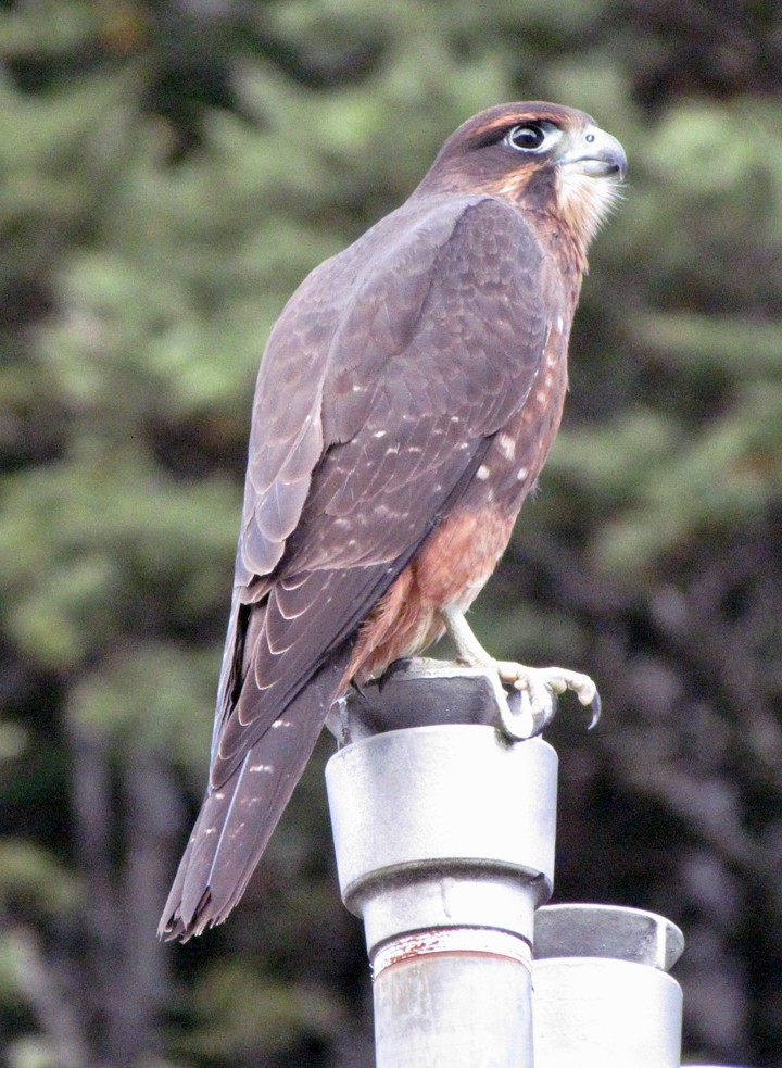 New Zealand Falcon - ML645701062