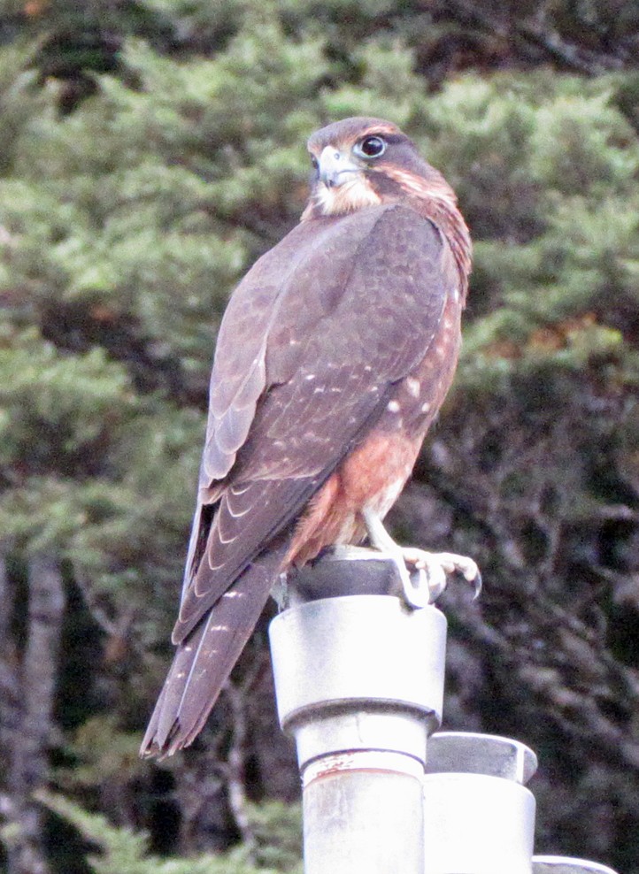 New Zealand Falcon - ML645701063