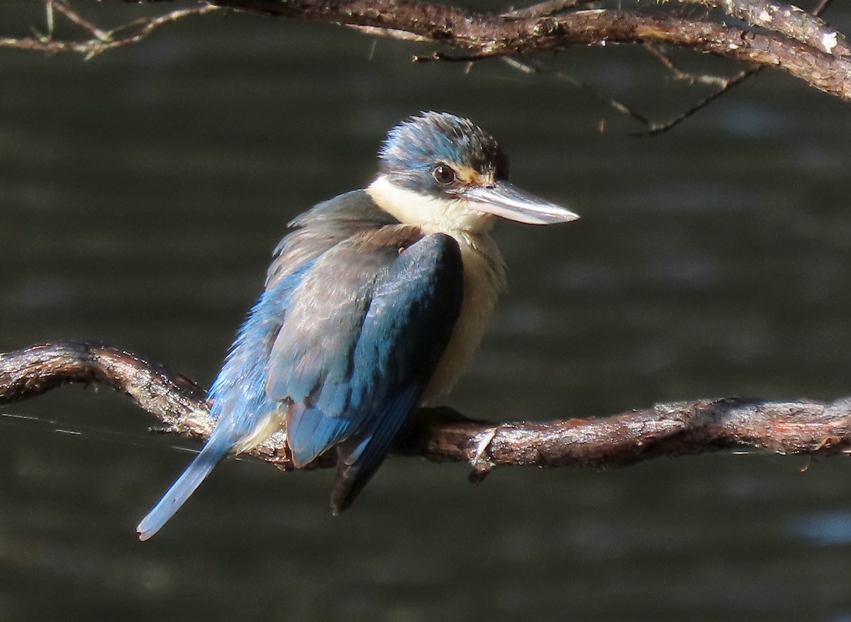 Alción Sagrado (Australasia) - ML645701070