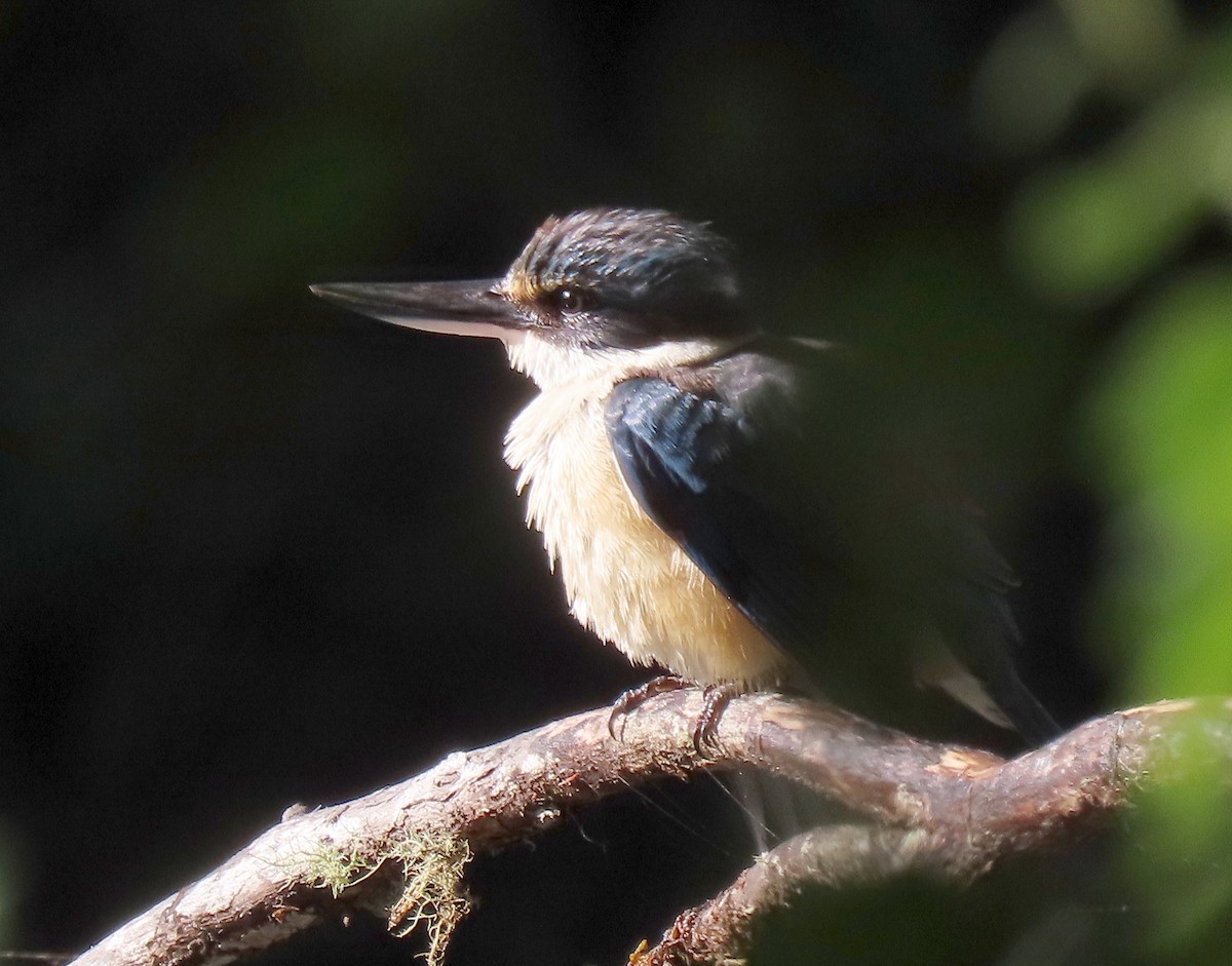 Alción Sagrado (Australasia) - ML645701071