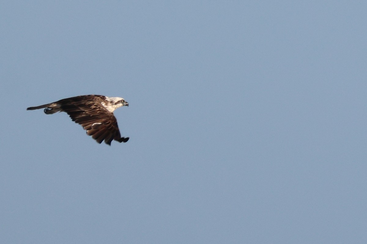 Águila Pescadora - ML645701072