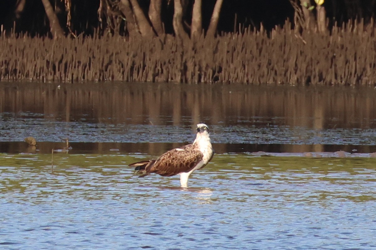 Águila Pescadora - ML645701073