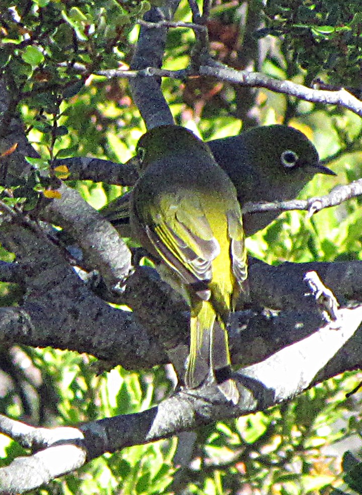 Silvereye - ML645701077