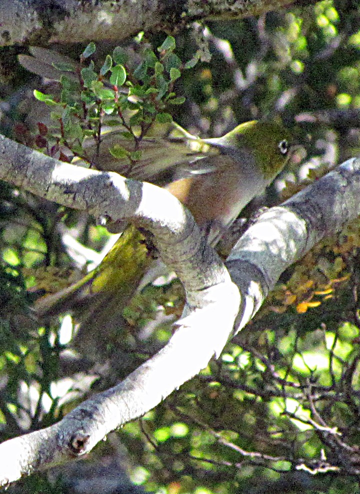 Anteojitos Dorsigrís - ML645701078