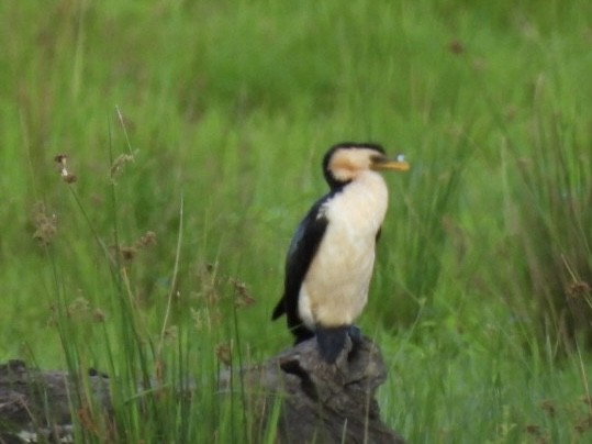 Cormorán Piquicorto - ML645701079