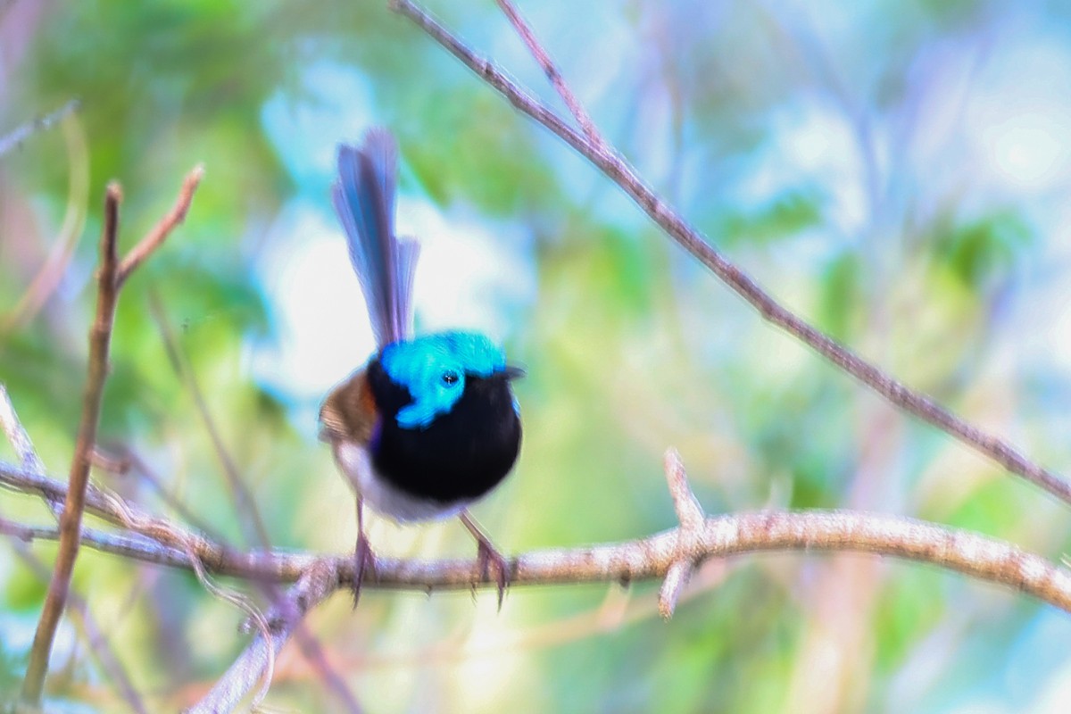 Maluro Variegado - ML645701080