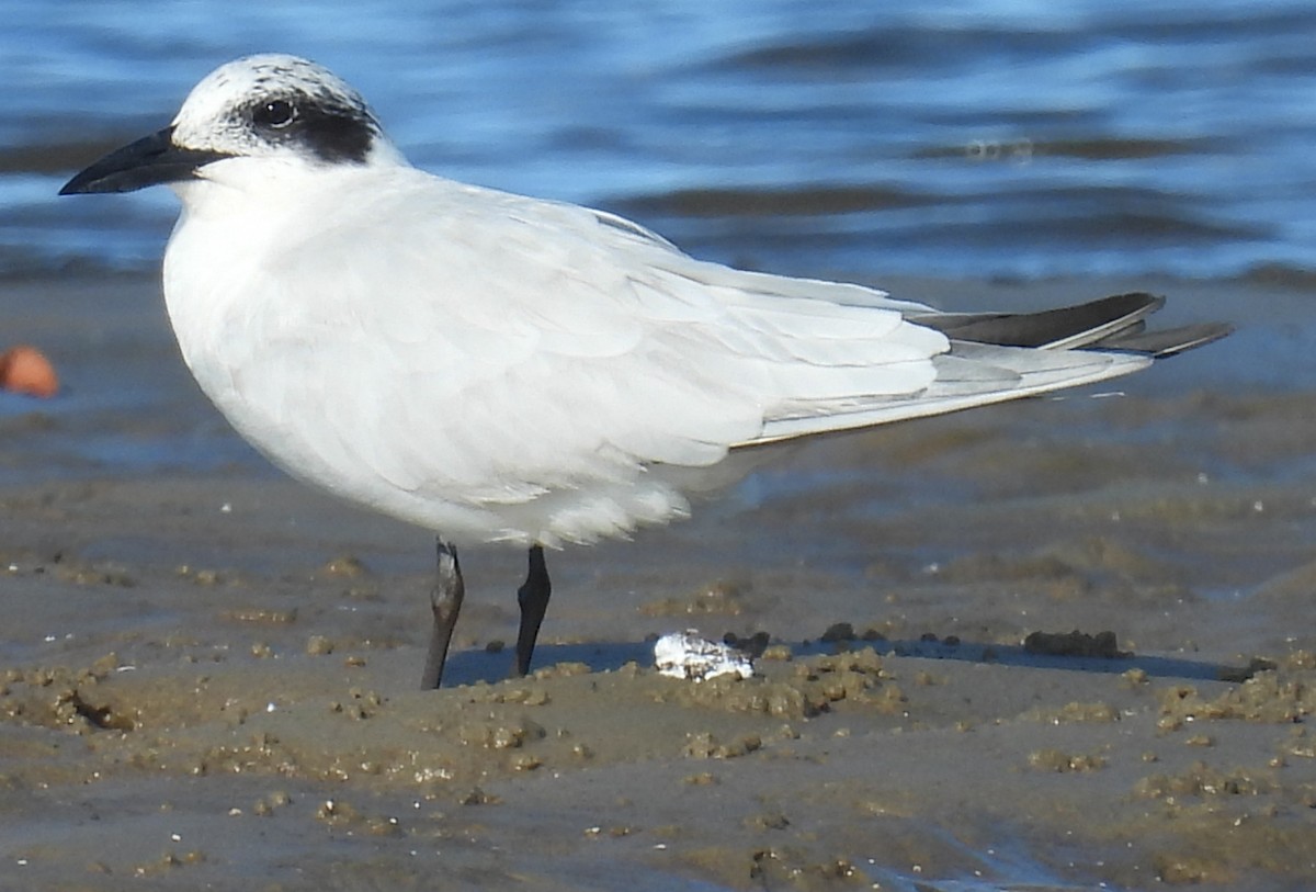 Pagaza Australiana - ML645701082