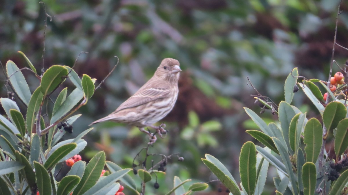 Camachuelo Mexicano - ML645701083