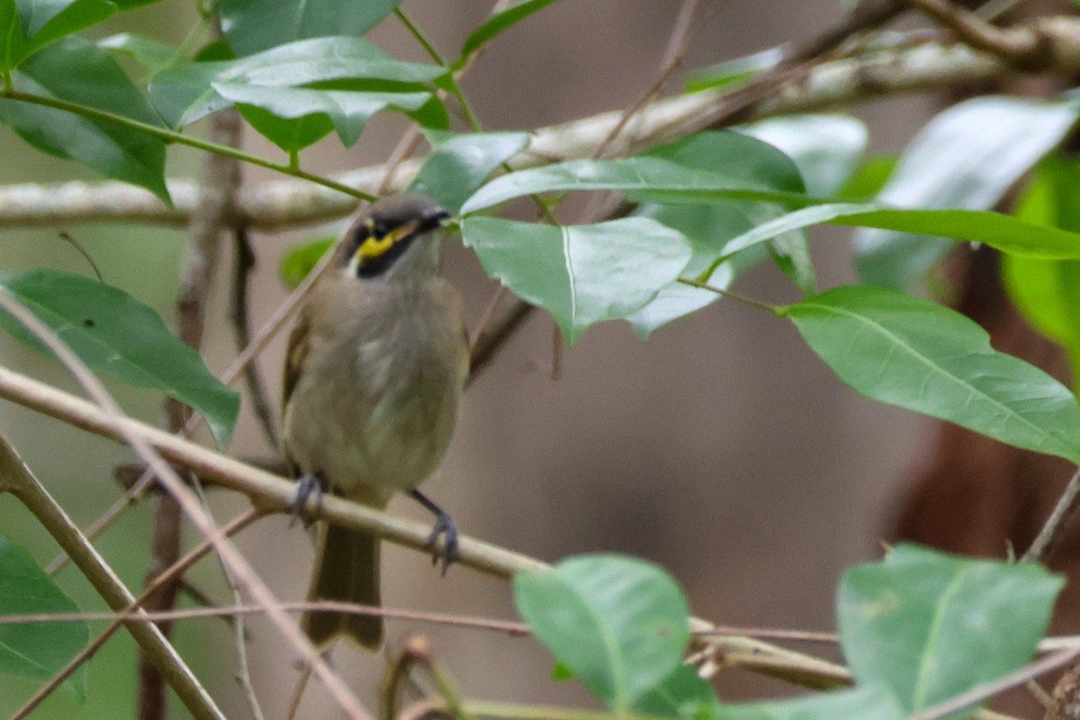 Mielero Carigualdo - ML645701085