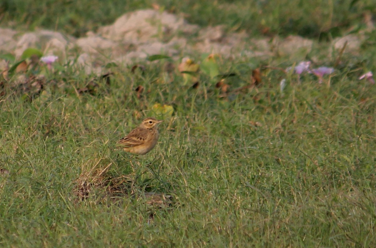 Bisbita Oriental - ML645701086