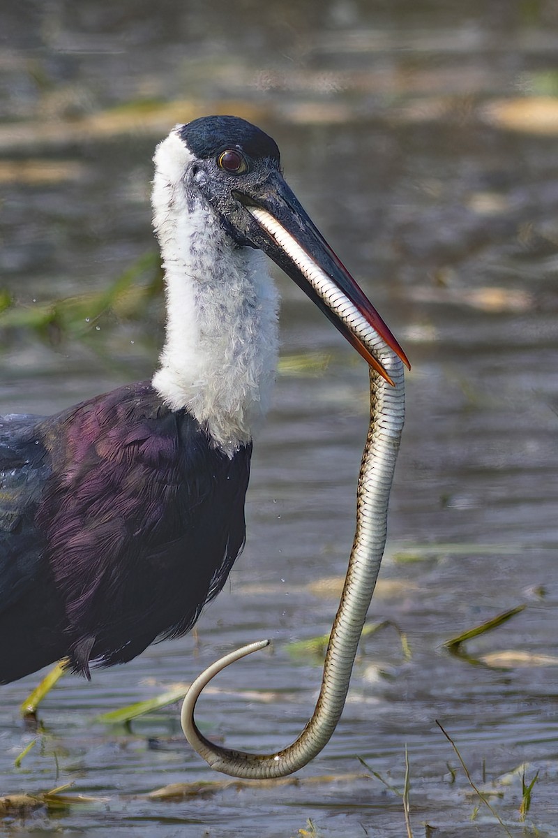 Cigüeña Lanuda Asiática - ML645701087