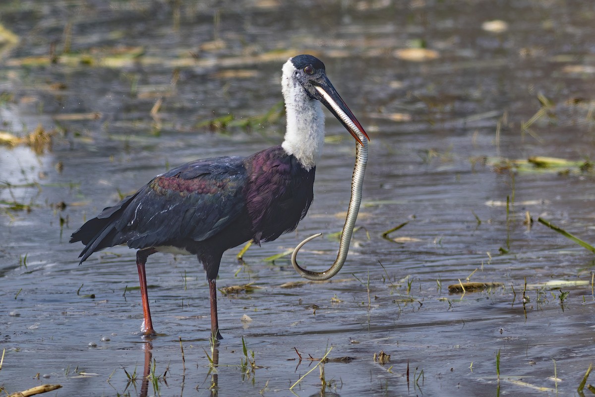 Cigüeña Lanuda Asiática - ML645701088