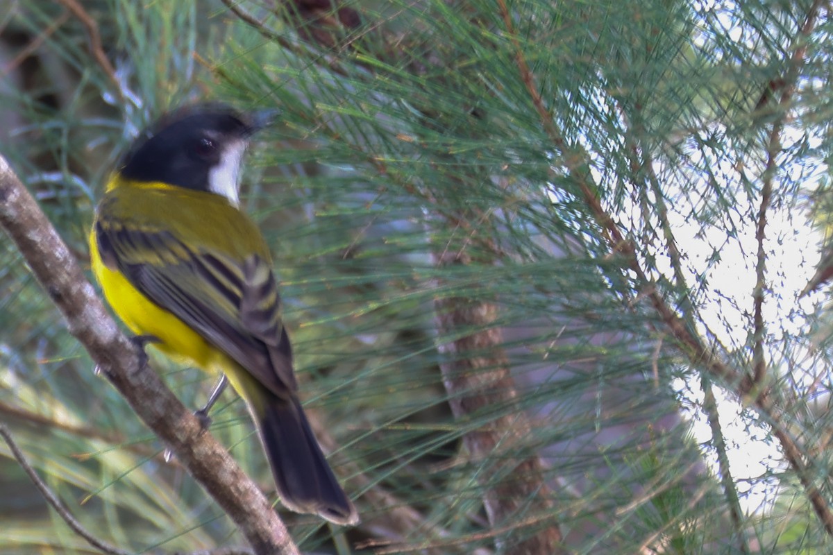 Silbador Dorado - ML645701089