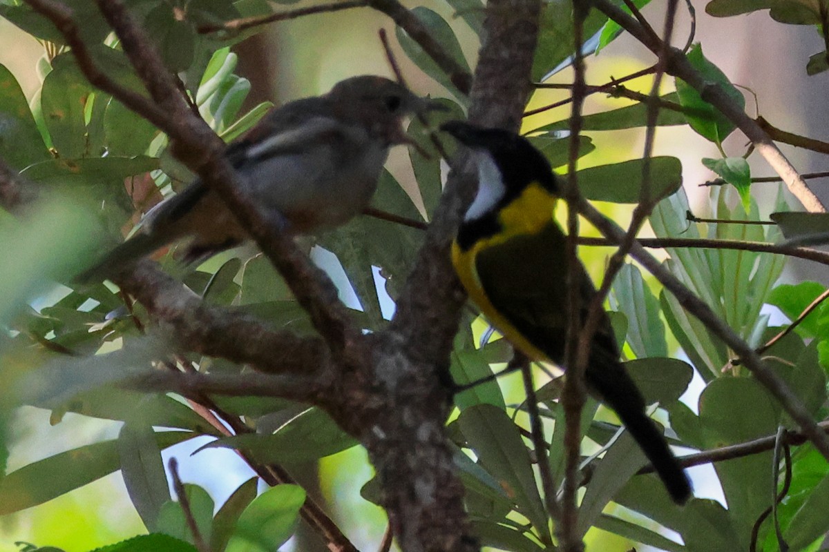 Silbador Dorado - ML645701090