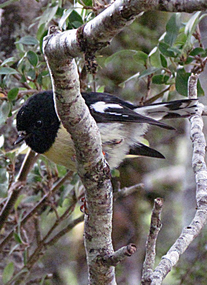 Petroica Carbonera - ML645701092