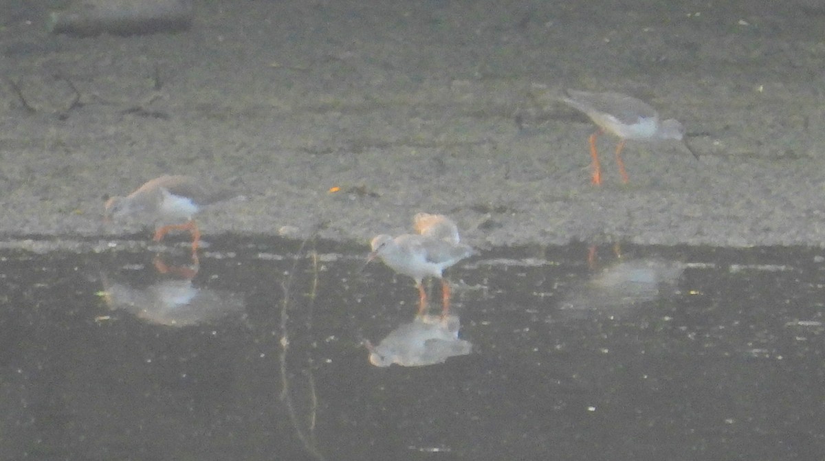 Archibebe Común - ML645701094