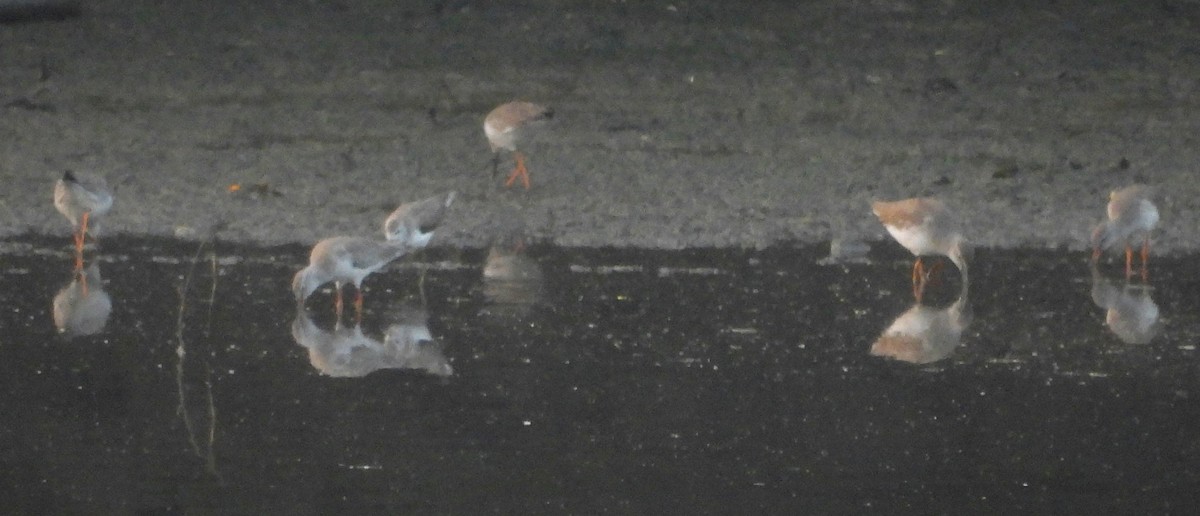 Archibebe Común - ML645701095