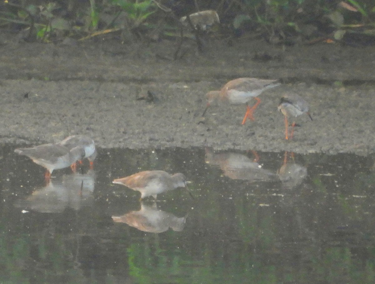 Archibebe Común - ML645701096