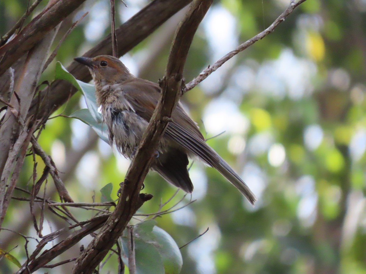Picanzo Gris - ML645701098