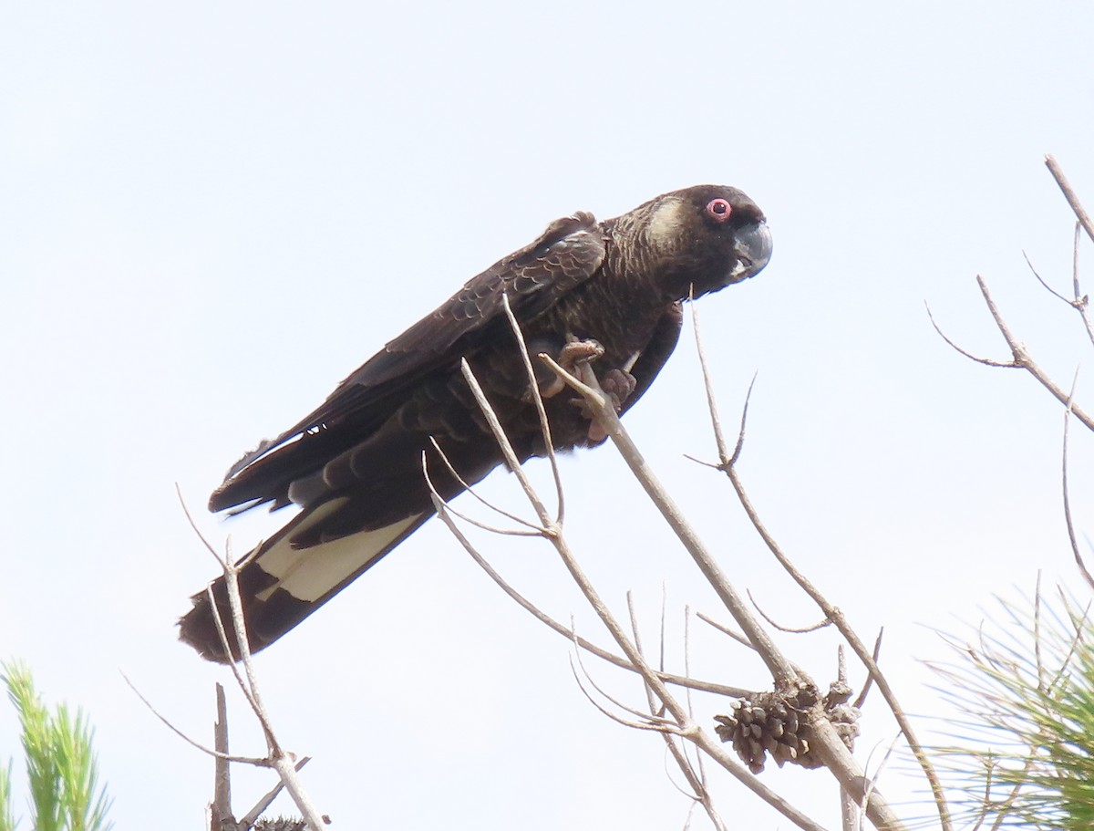 Cacatúa Fúnebre Piquicorta - ML645701100