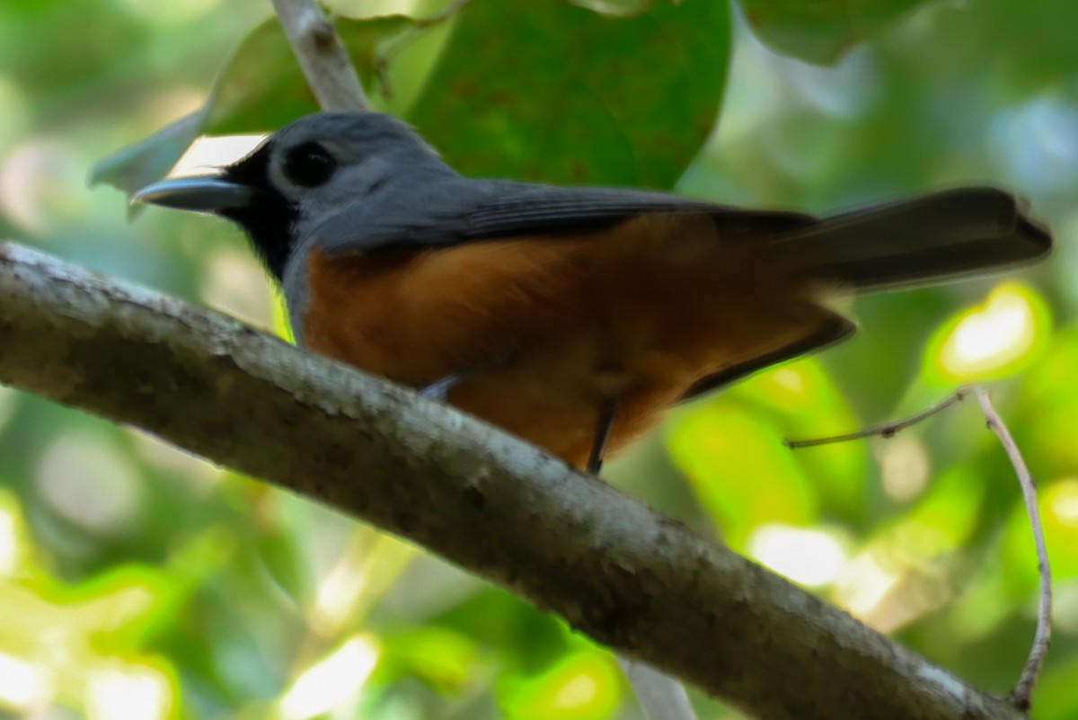 Monarca Carinegro - ML645701101