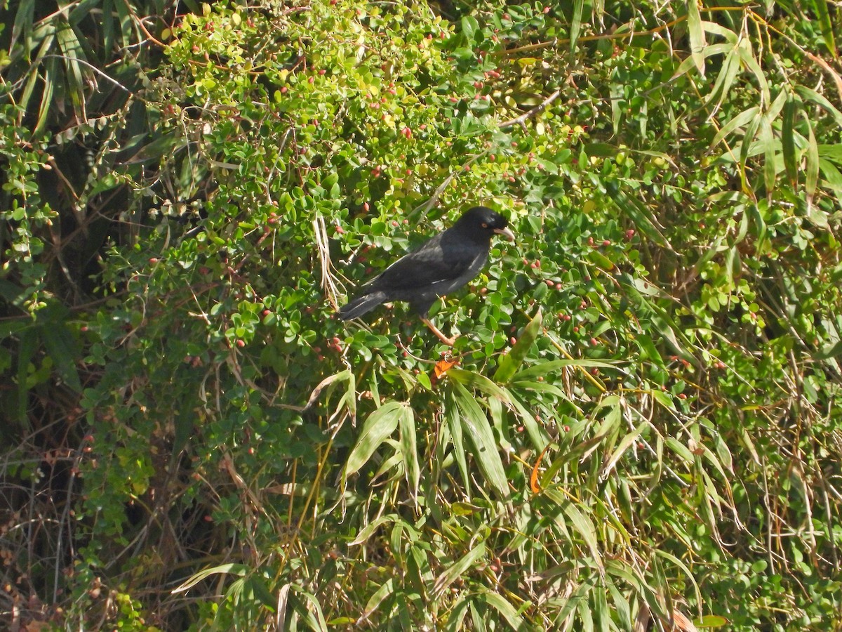 Miná Crestado - ML645701102