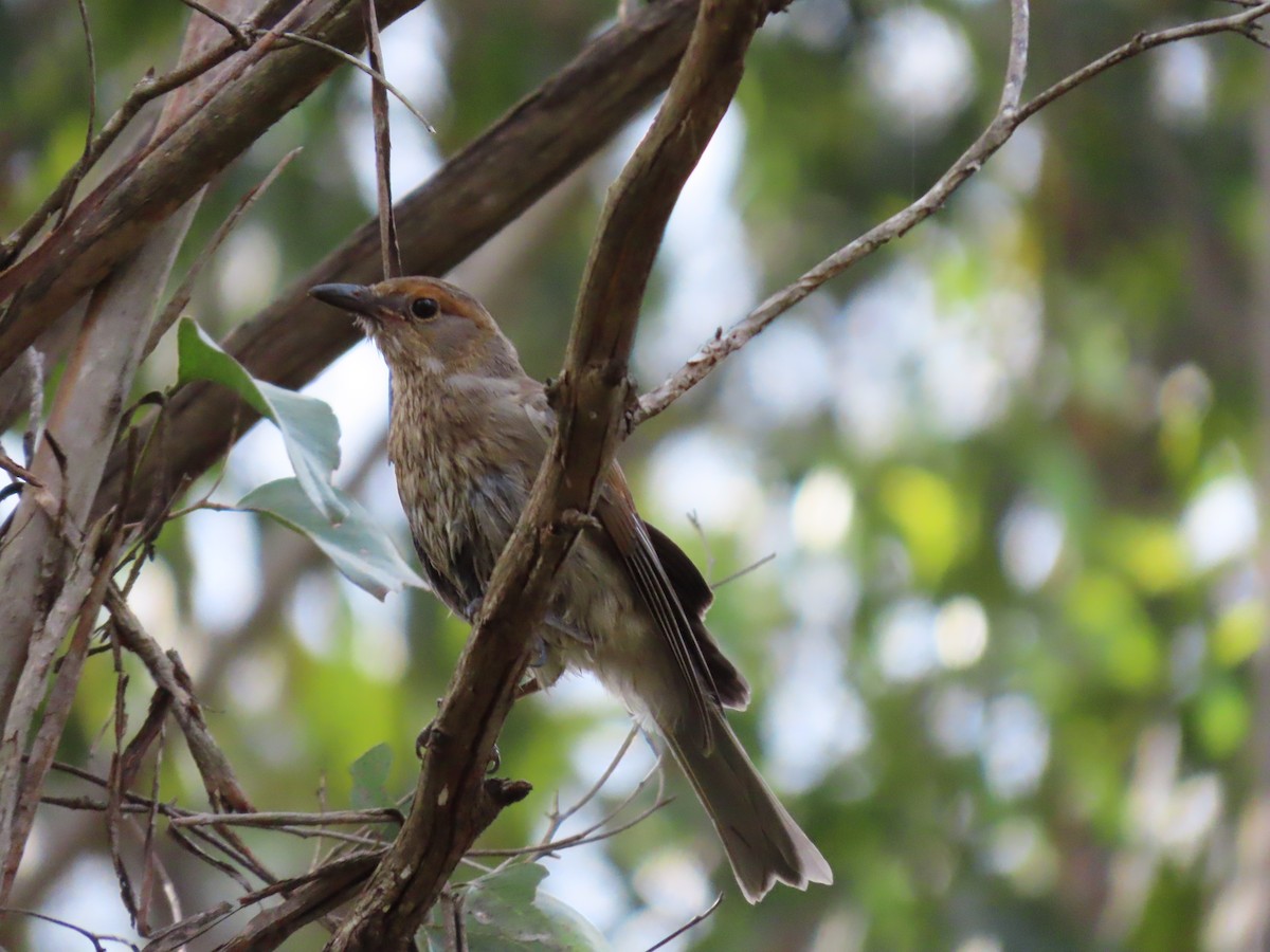 Picanzo Gris - ML645701103