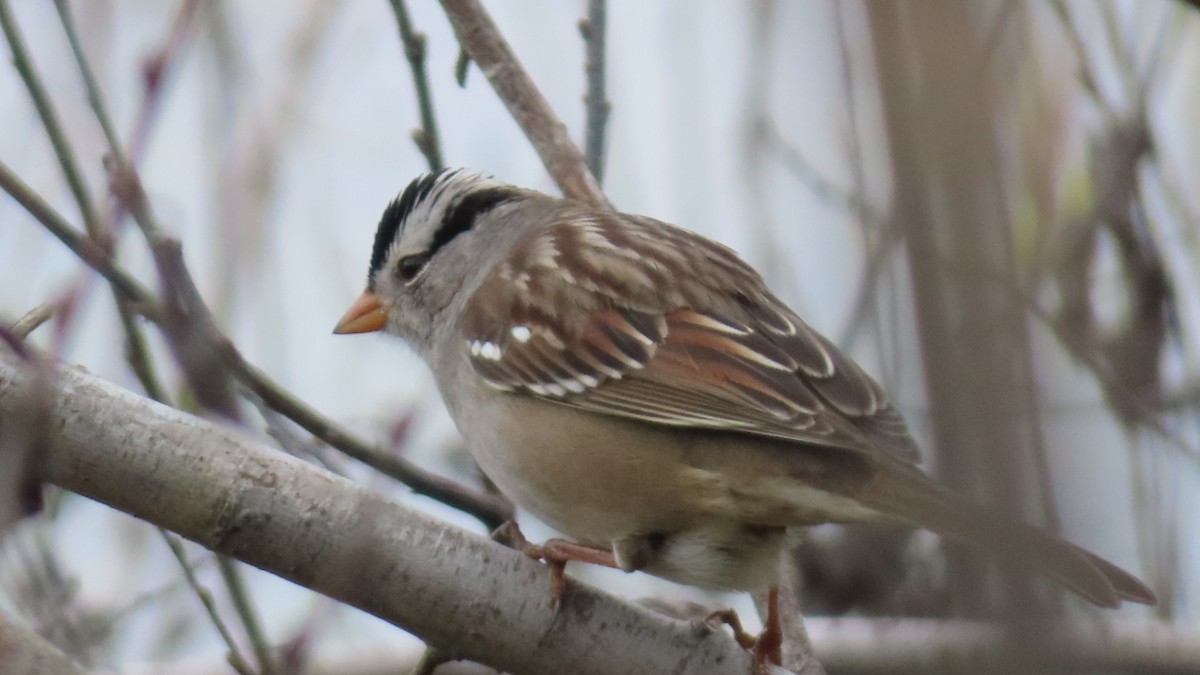 Chingolo Coroniblanco - ML645701107