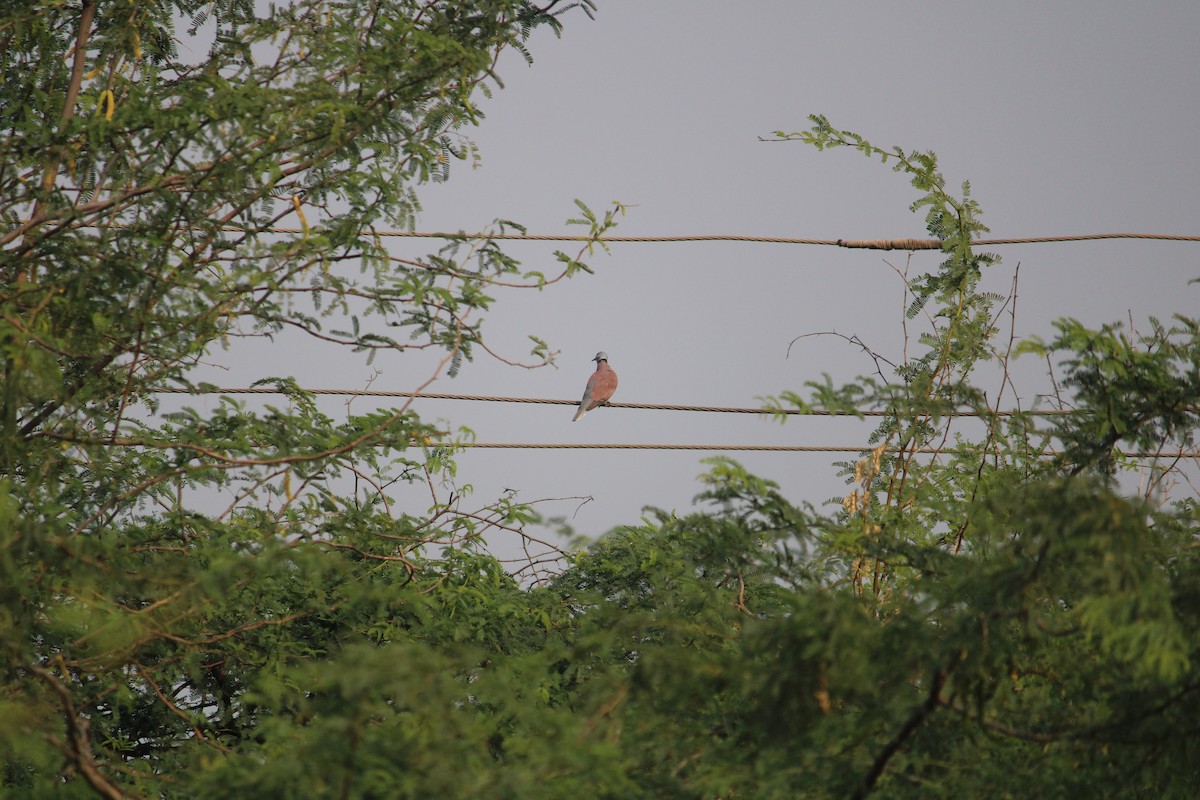 Tórtola Cabecigrís - ML645701108