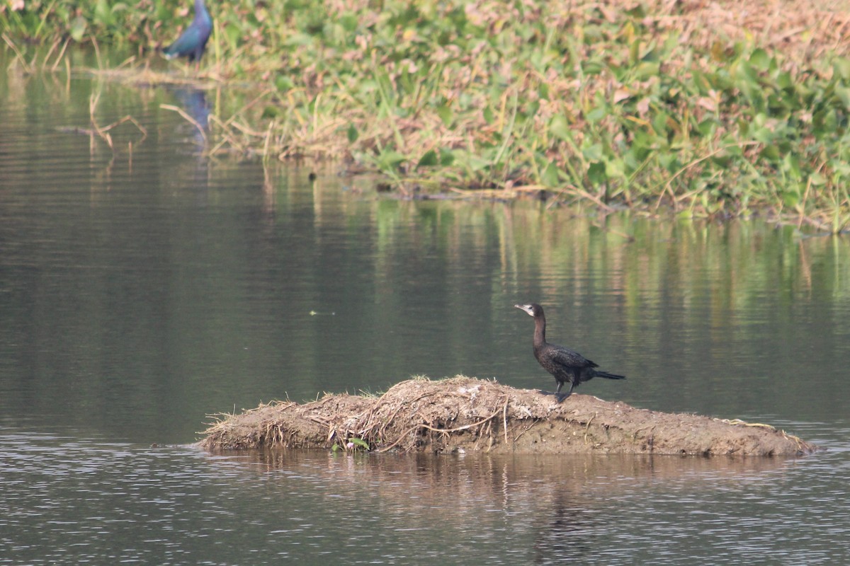 Cormorán de Java - ML645701109
