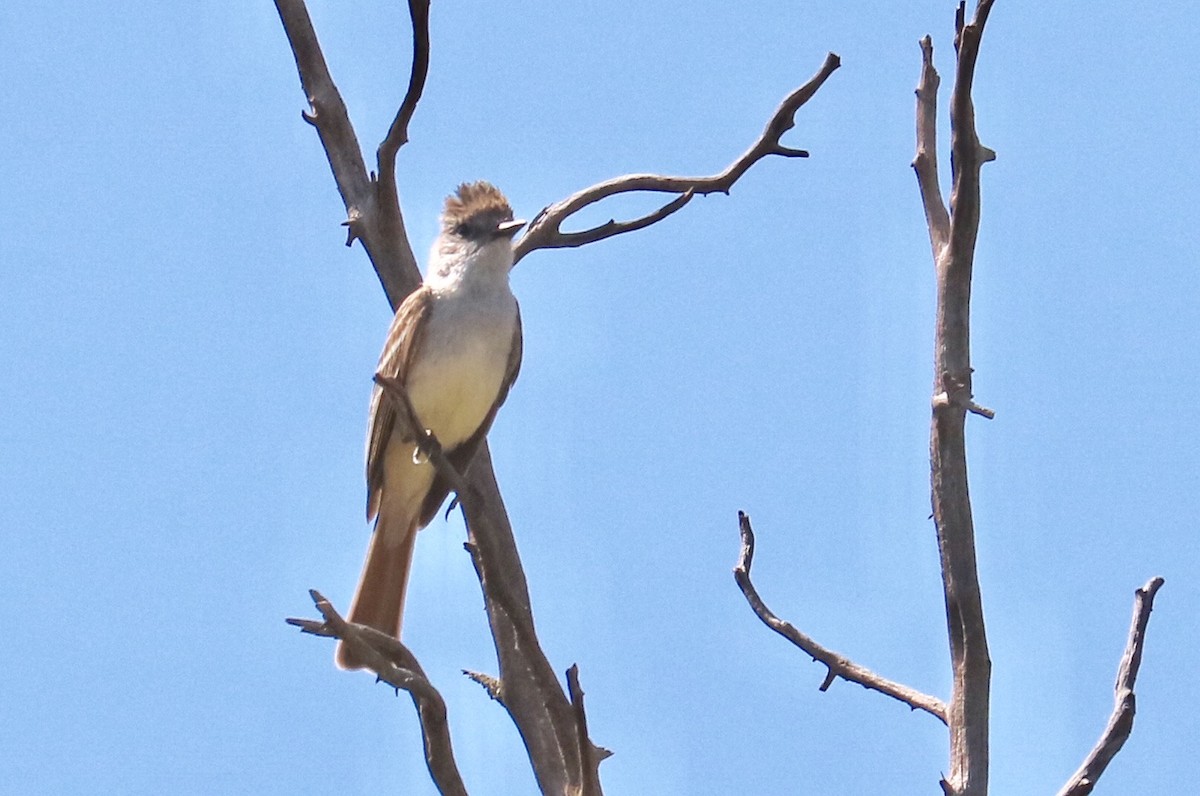 Ash-throated Flycatcher - ML64570111