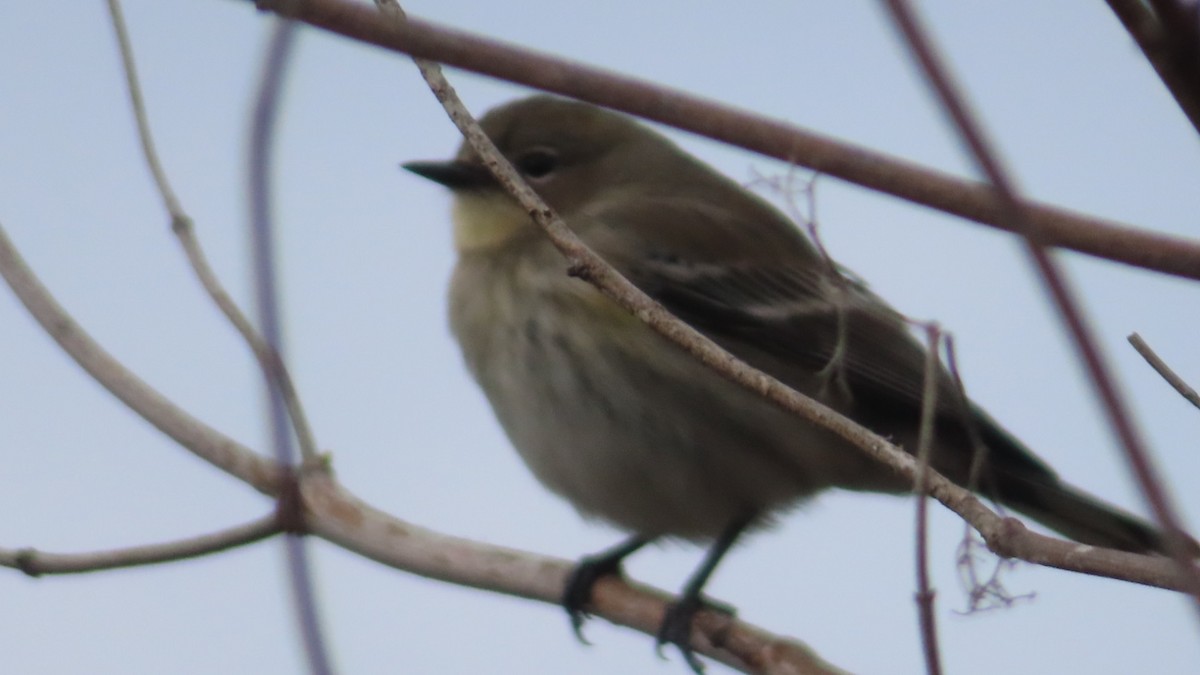 Reinita Coronada - ML645701110