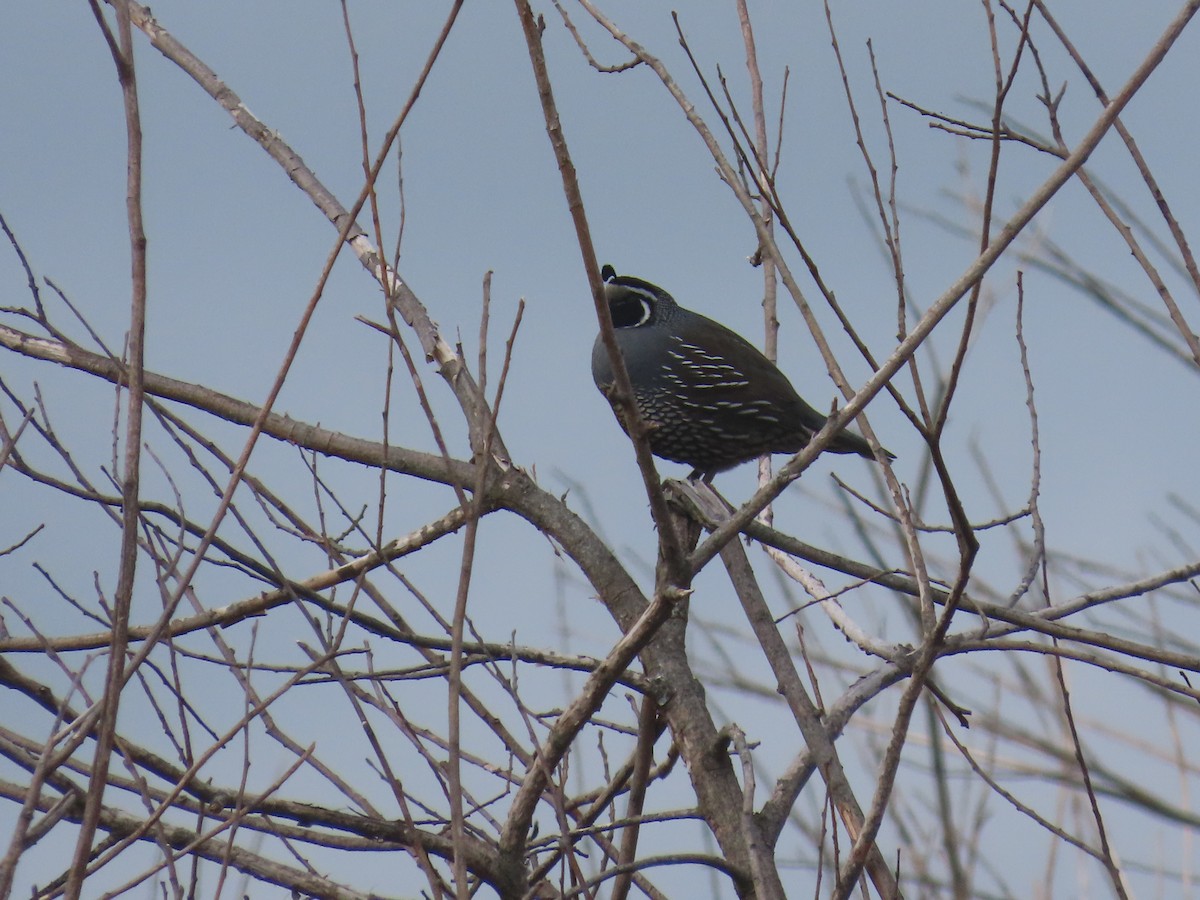 California Quail - ML645701114