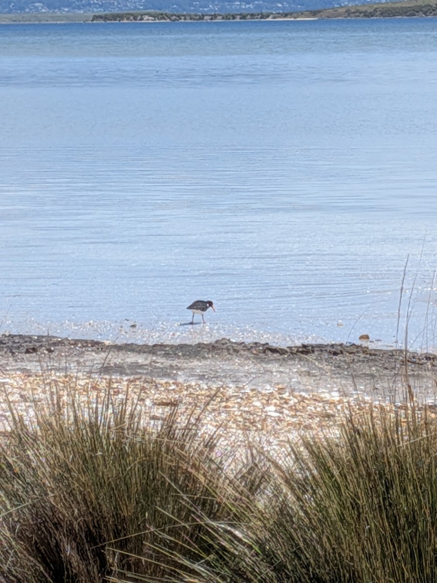 ústřičník dlouhozobý - ML645701118