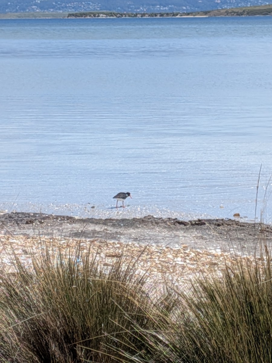 ústřičník dlouhozobý - ML645701119