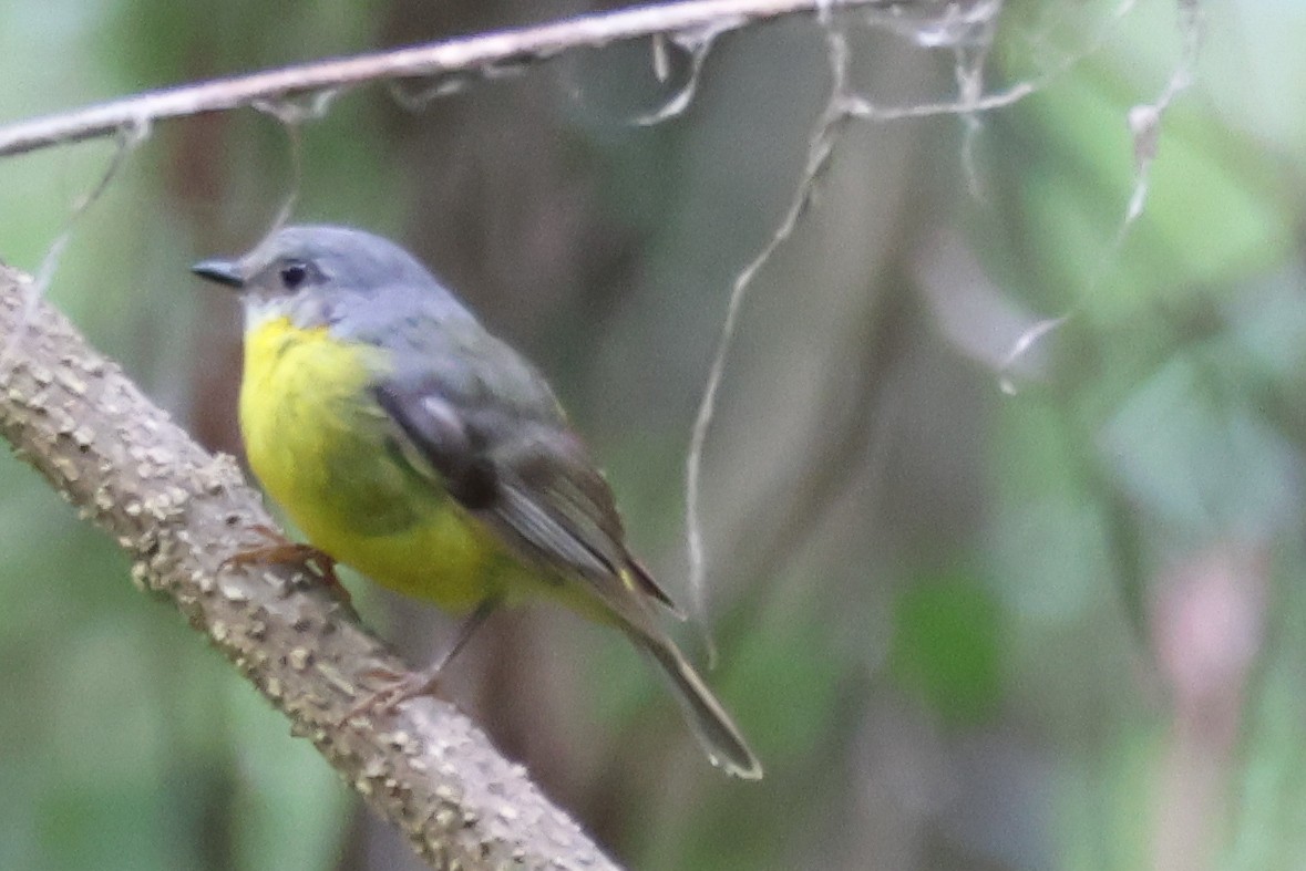 lejsčík žlutý - ML645701121