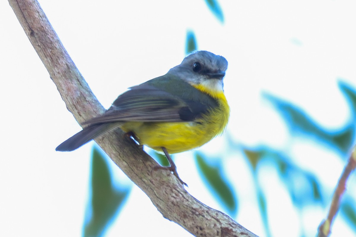 lejsčík žlutý - ML645701122