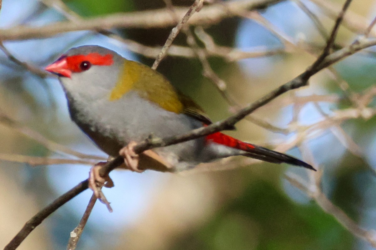 Red-browed Firetail - ML645701135