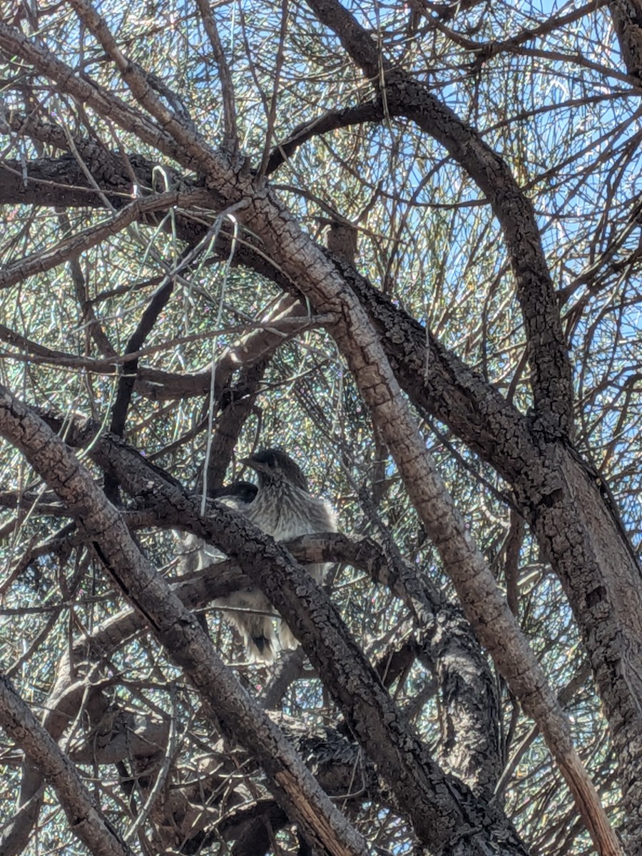 laločnatka malá - ML645701136