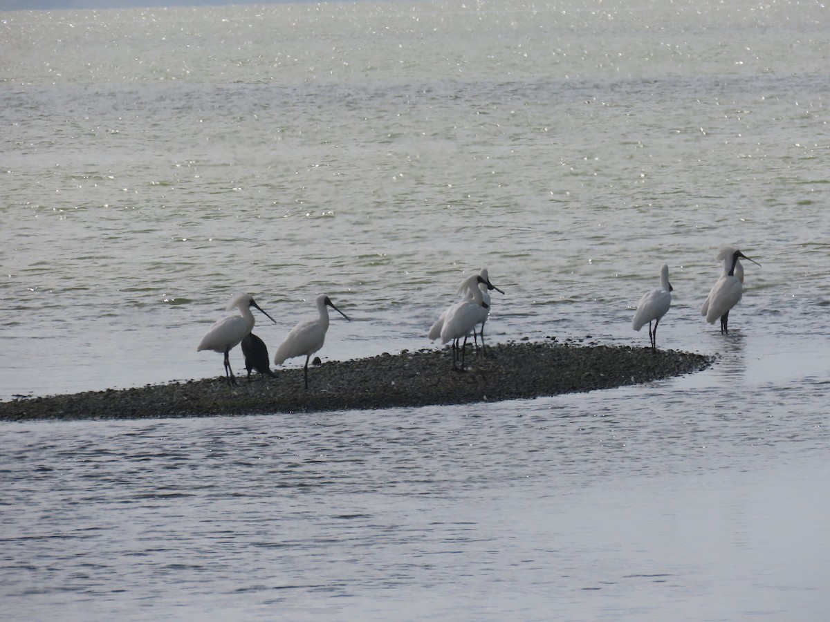 Royal Spoonbill - ML645701137