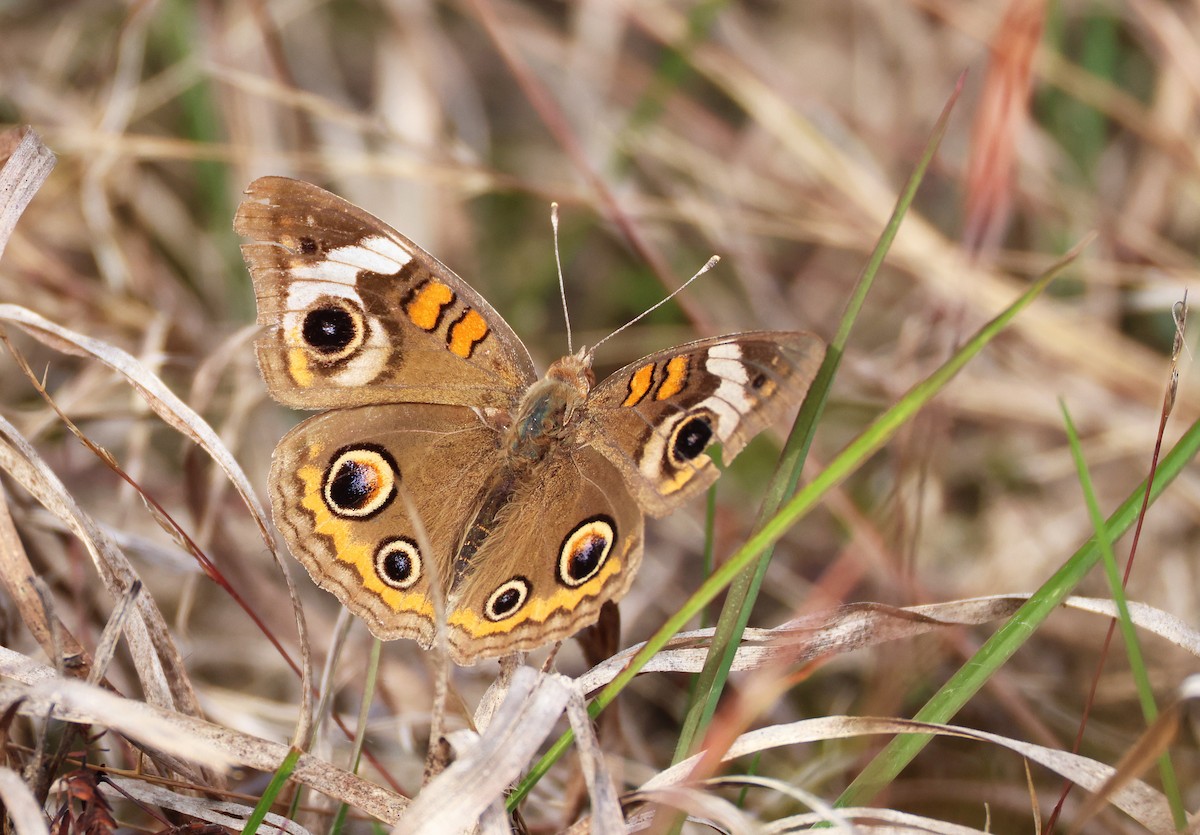 Common Buckeye - ML645701138