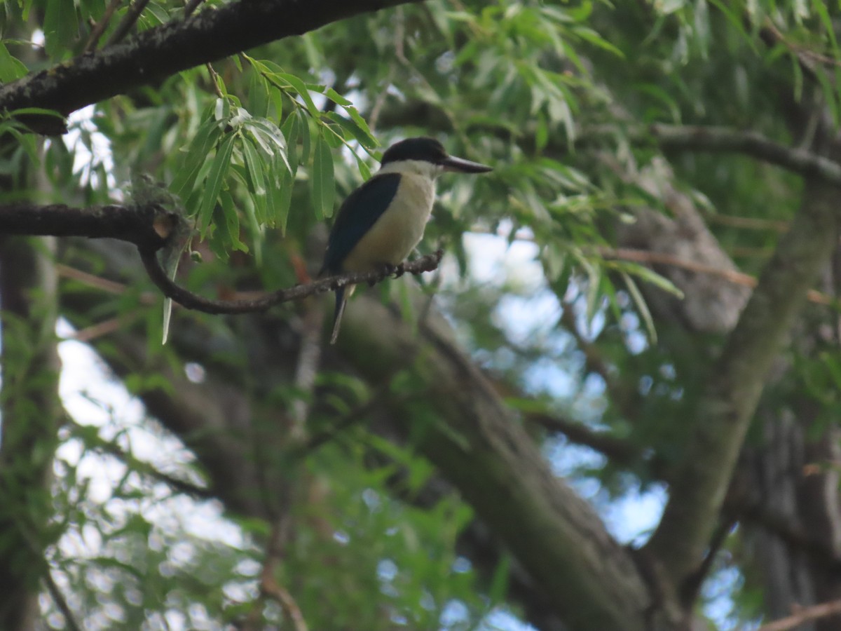 Sacred Kingfisher - ML645701149