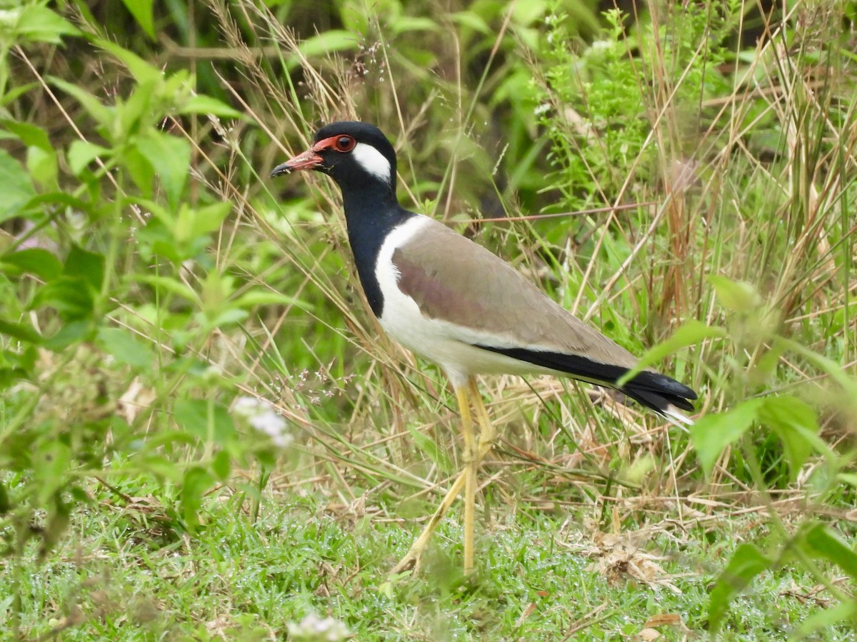 Red-wattled Lapwing - ML645701154