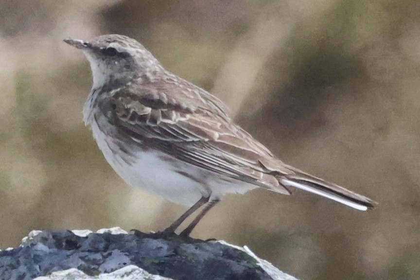 New Zealand Pipit - ML645701157