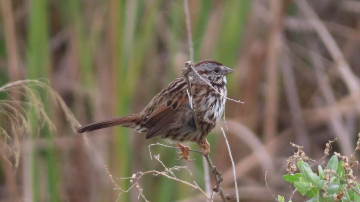 Chingolo Cantor - ML645701158