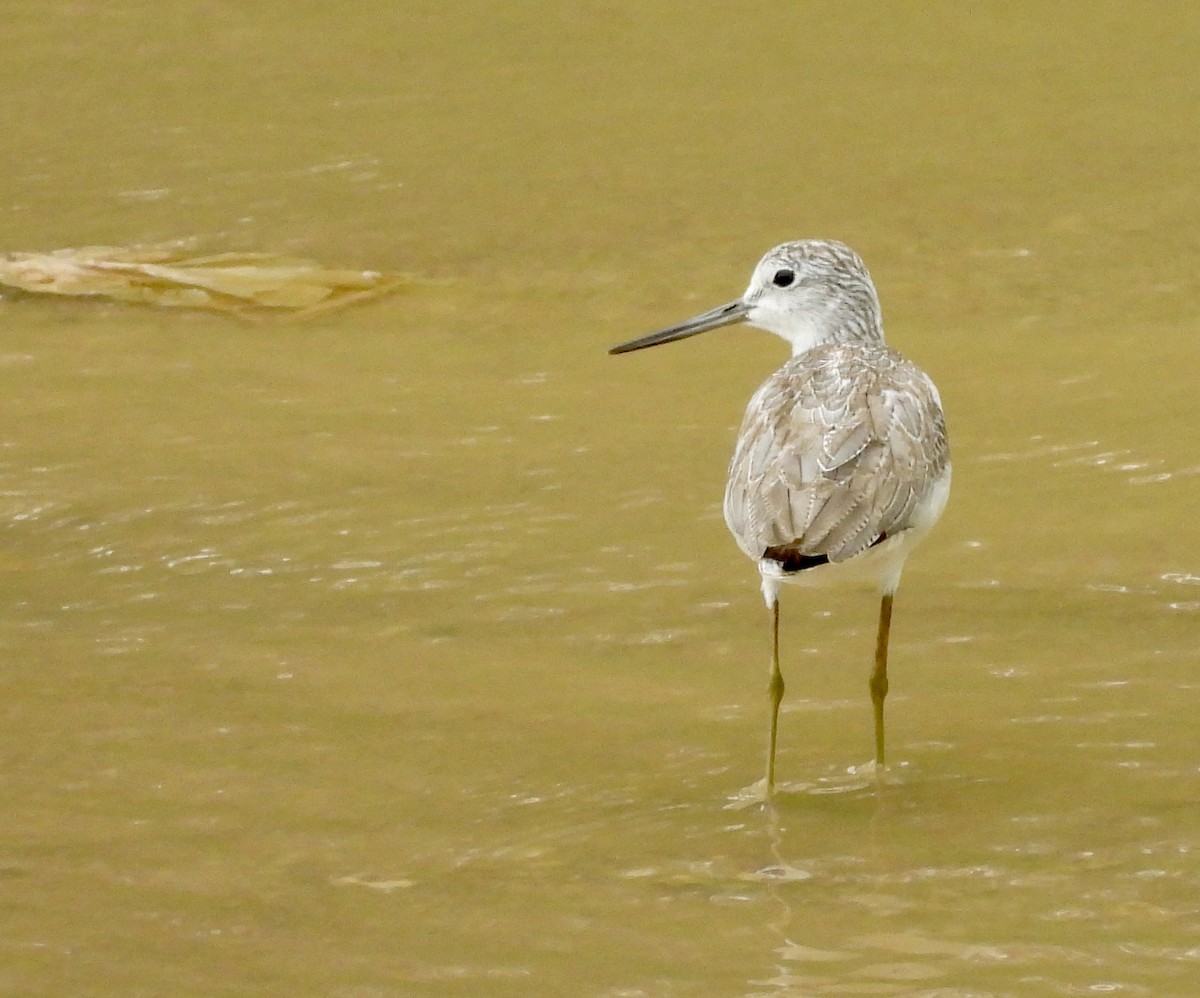 青足鷸 - ML645701159