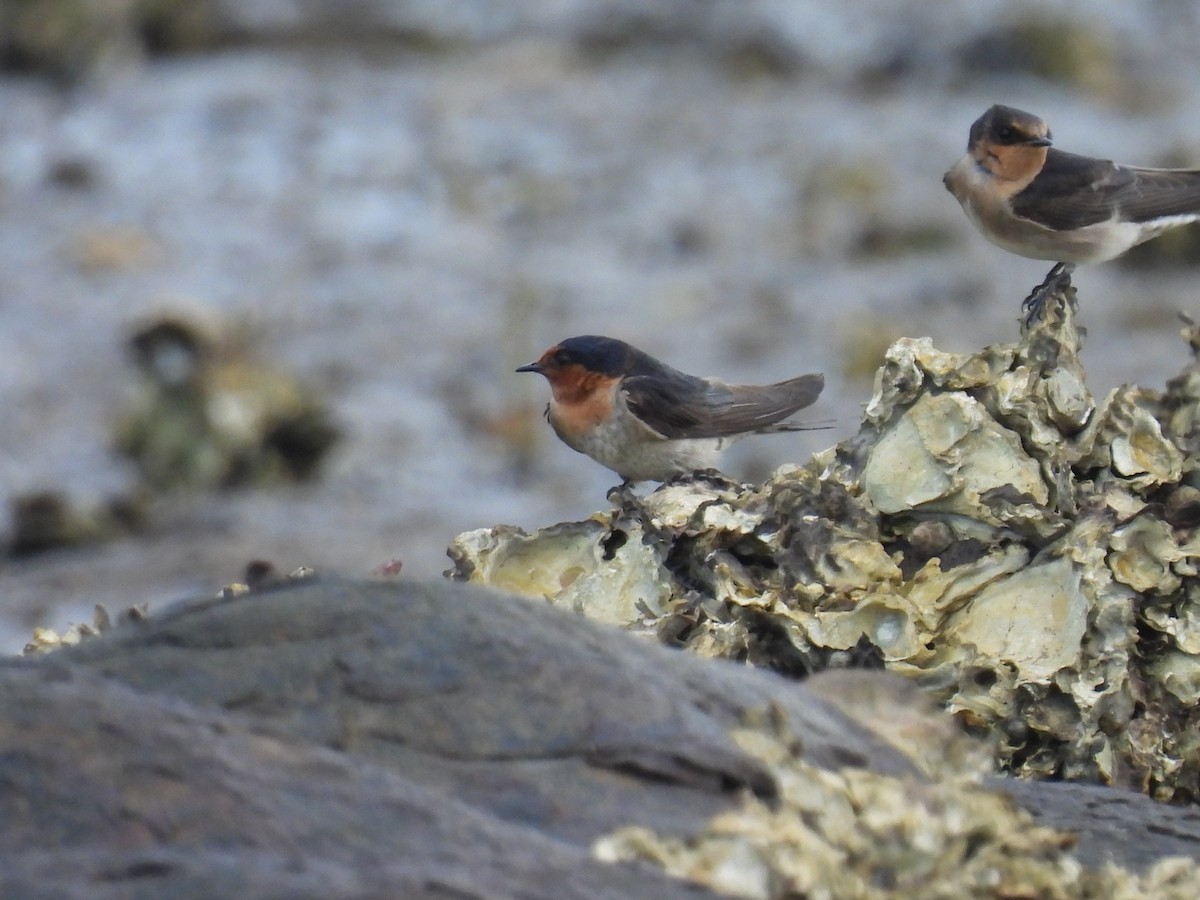 Welcome Swallow - ML645701160