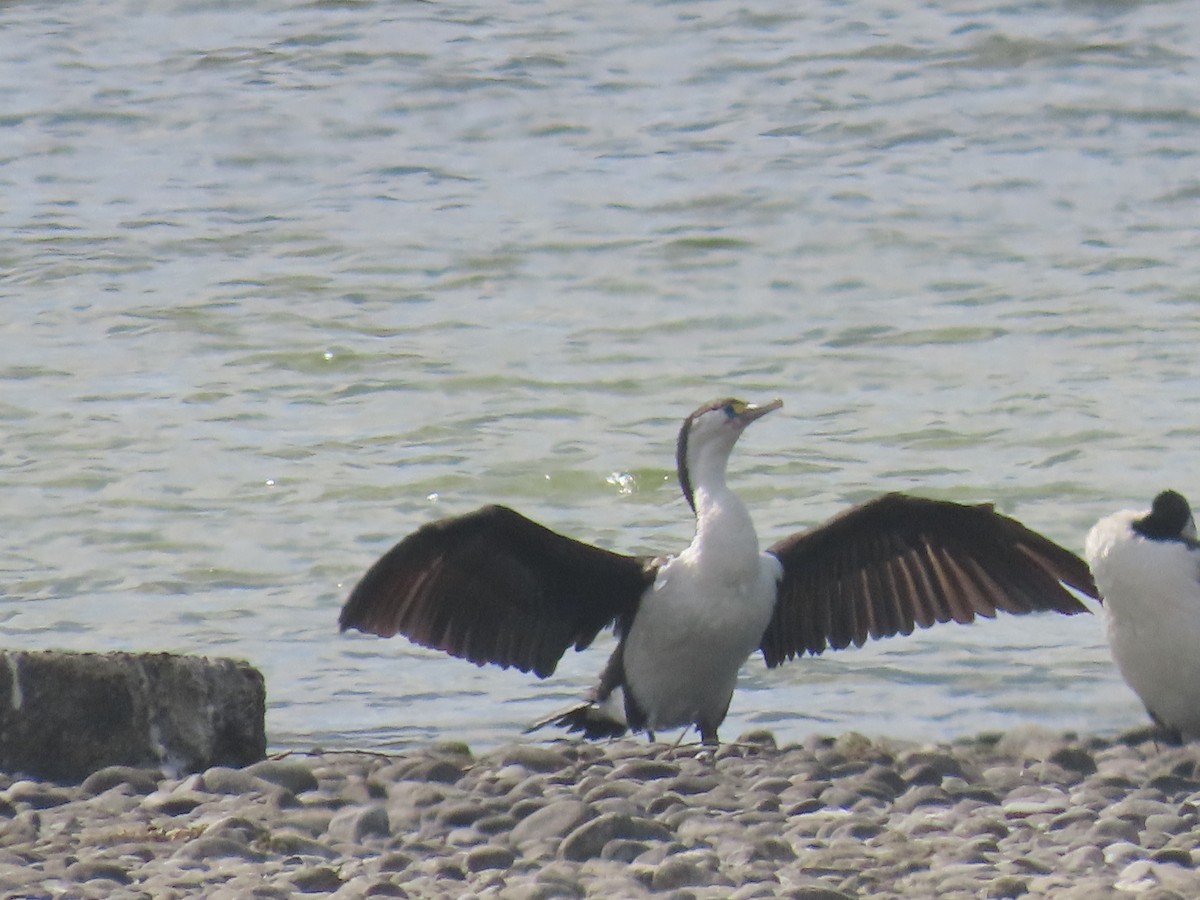 Pied Cormorant - ML645701161
