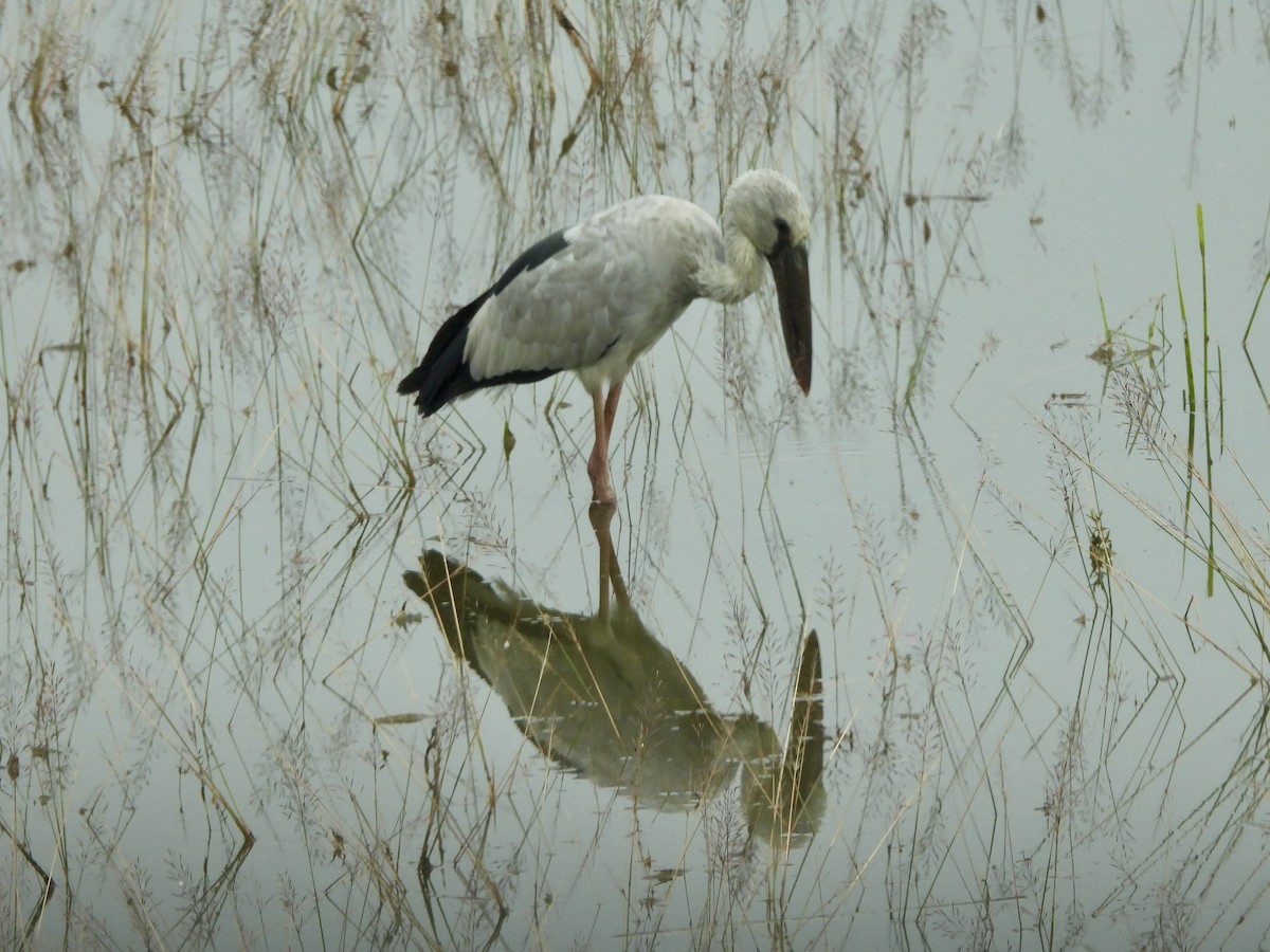 Asian Openbill - ML645701162