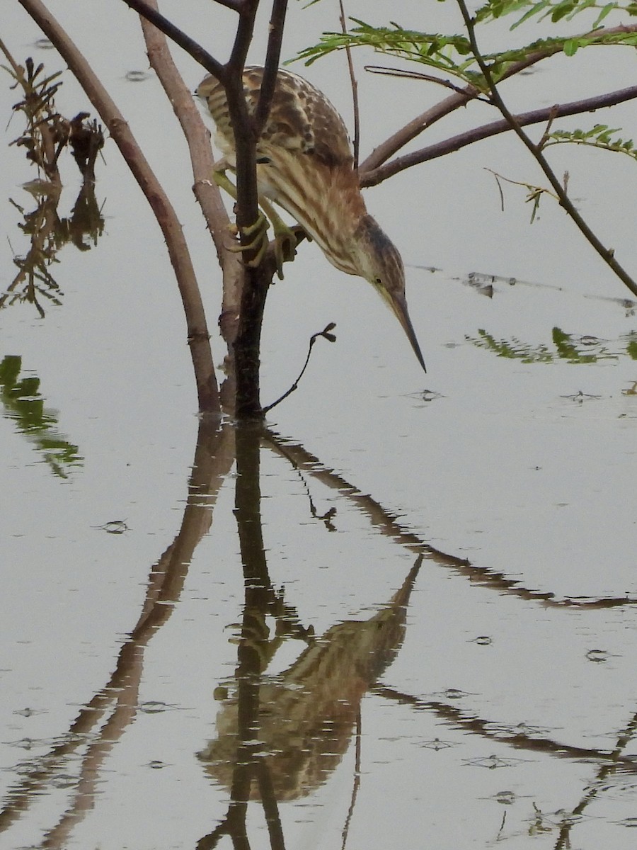 黃小鷺 - ML645701169